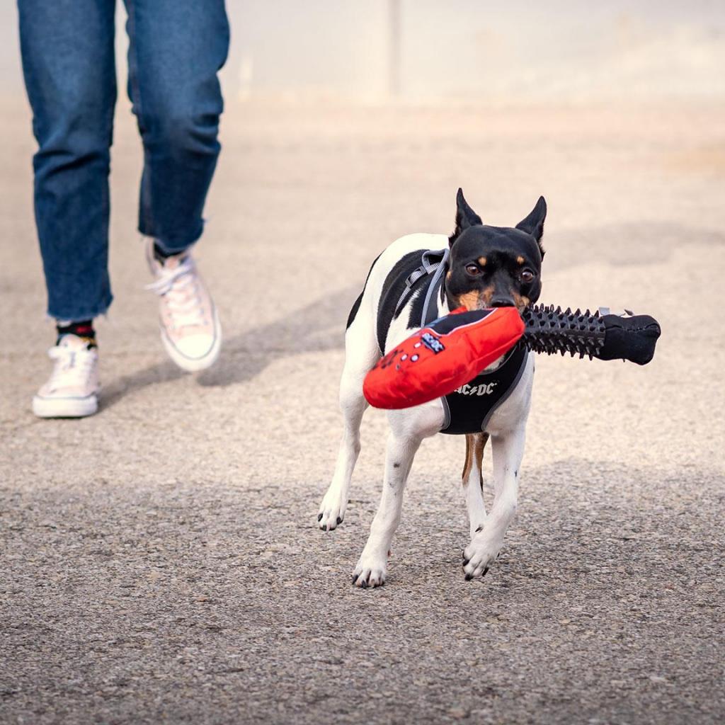 AC/DC - Jouet de Dentition Guitare pour Chien - 5