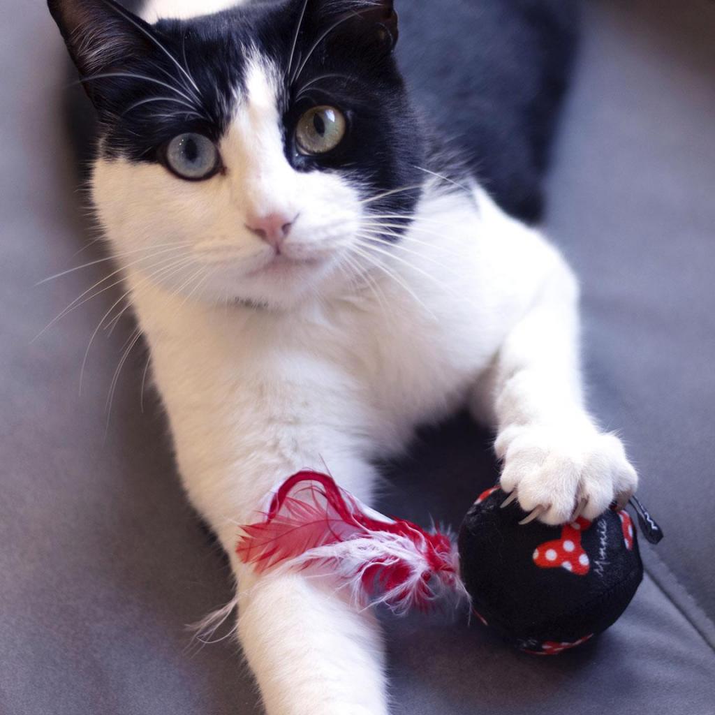 MINNIE - Jouets pour Chat - 2 Pc. - 3