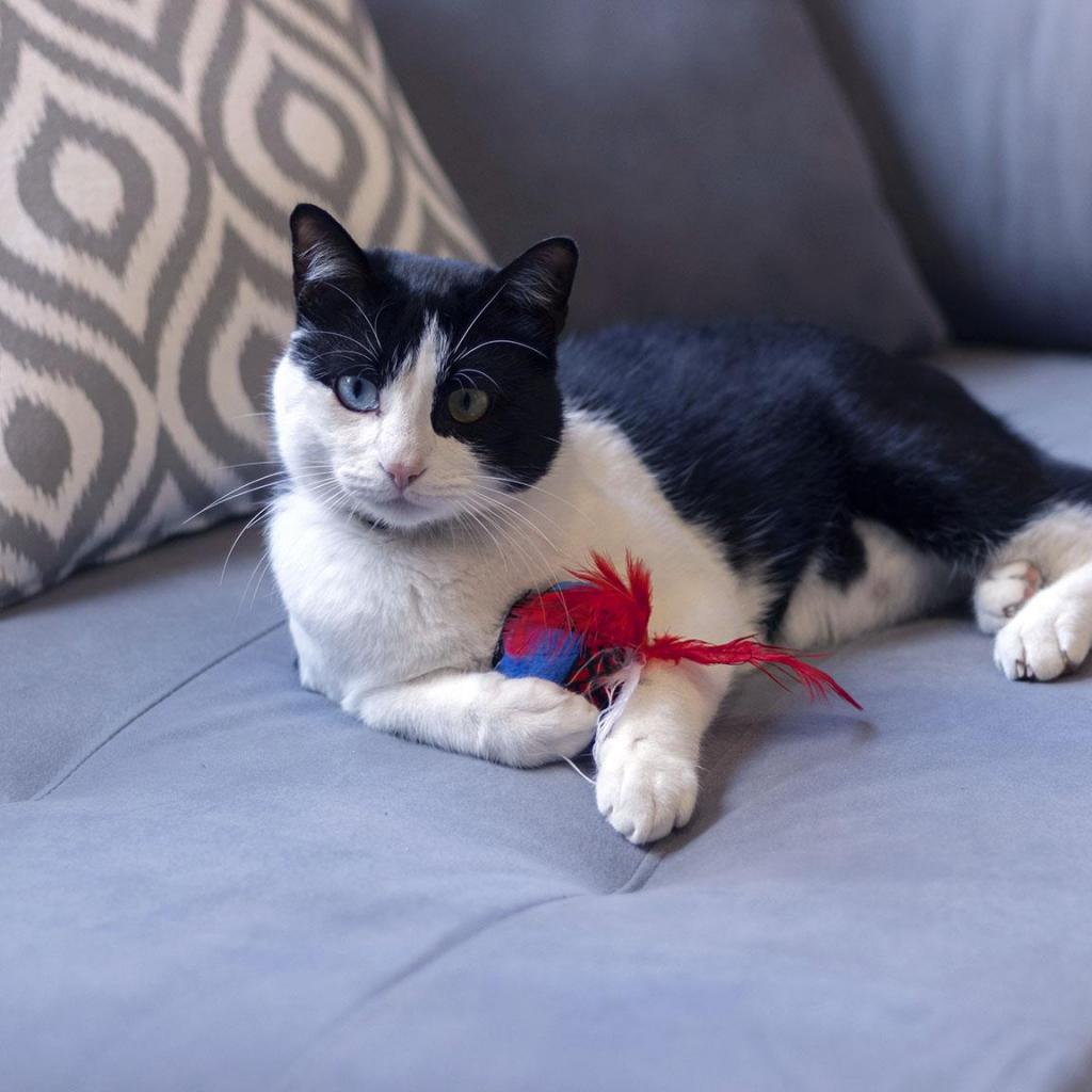 SPIDERMAN - Jouets pour Chat - 2 Pc. - 4