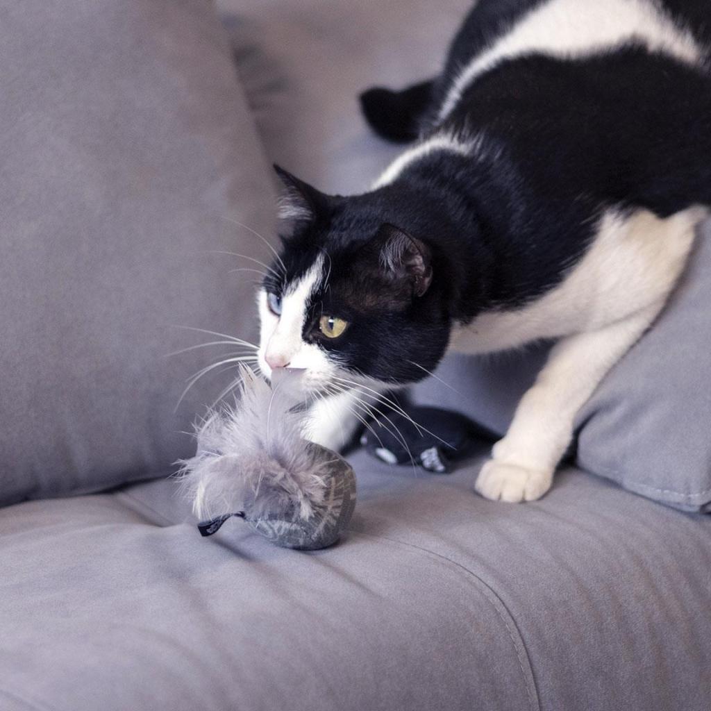 STAR WARS - Darth Vader- Jouets pour Chat - 2 Pc. - 4