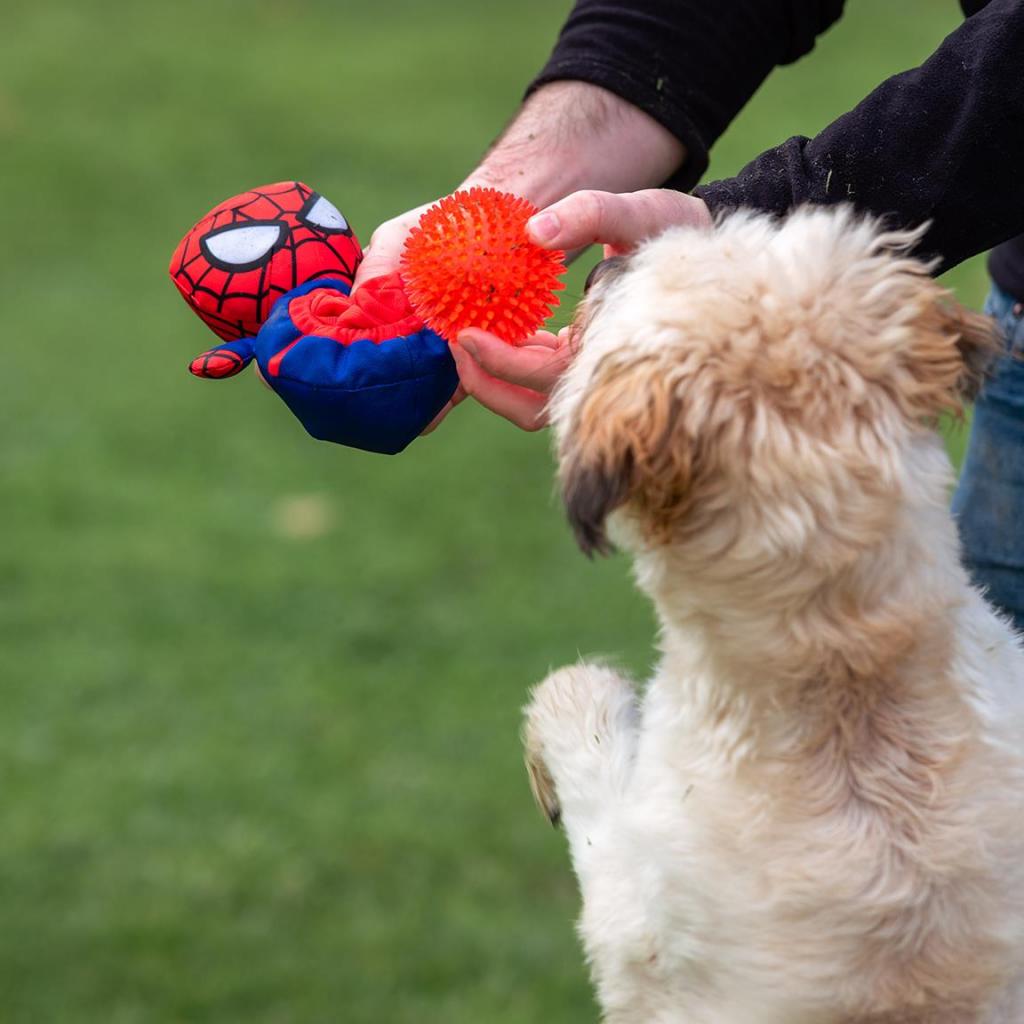 SPIDERMAN - Jouet - Peluche + Balle pour Chien - 4