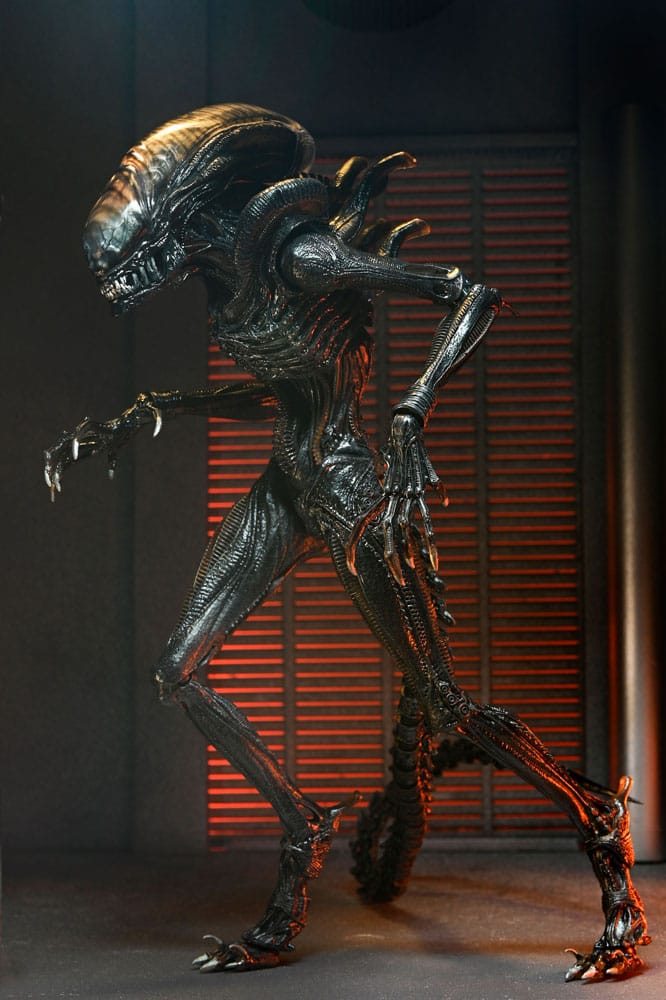 Image agrandie